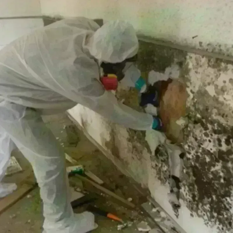 Mold Remediation and Removal in Snyder, TX